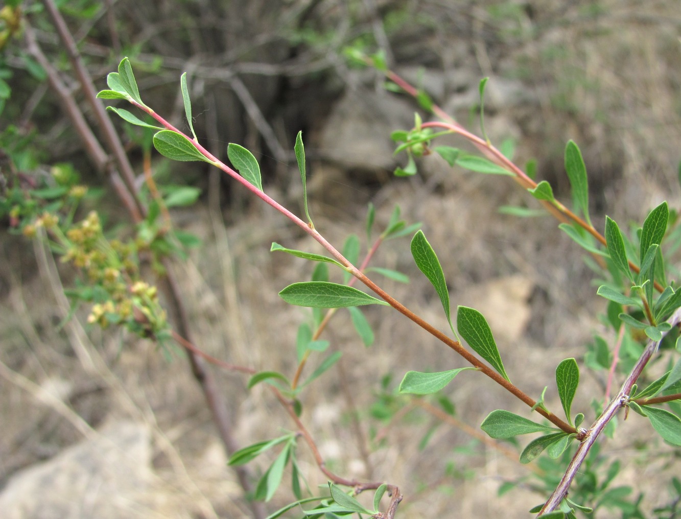 Изображение особи Spiraea hypericifolia.