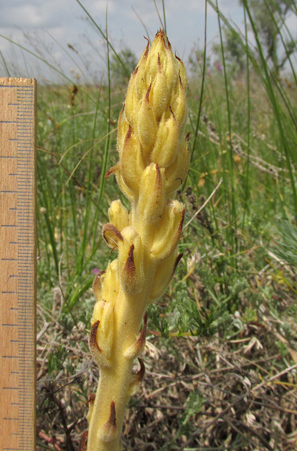 Image of Phelipanche arenaria specimen.