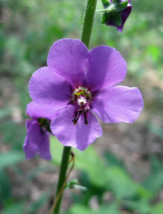 Image of Verbascum phoeniceum specimen.