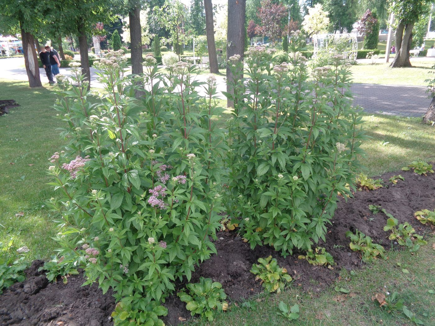 Image of Eupatorium cannabinum specimen.