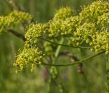 Heracleum sibiricum. Часть соцветия с отдельными завязавшимися плодами. Пермский край, Верещагинский р-н, окр. дер. Усть-Сепыч, долина р. Лысьва, луг. 7 июля 2018 г.