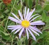 Aster ibericus. Соцветие. Крым, гора Северная Демерджи, поляна на склоне яйлы. 24.06.2018.