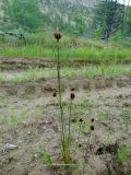 Juncus castaneus. Плодоносящее растение. Республика Саха (Якутия), Момский р-н, горная система Черского, хр. Улахан-Чистай, высокогорный массив Буордах, окр. оз. Кытын-Кюэль. 21.07.2012.