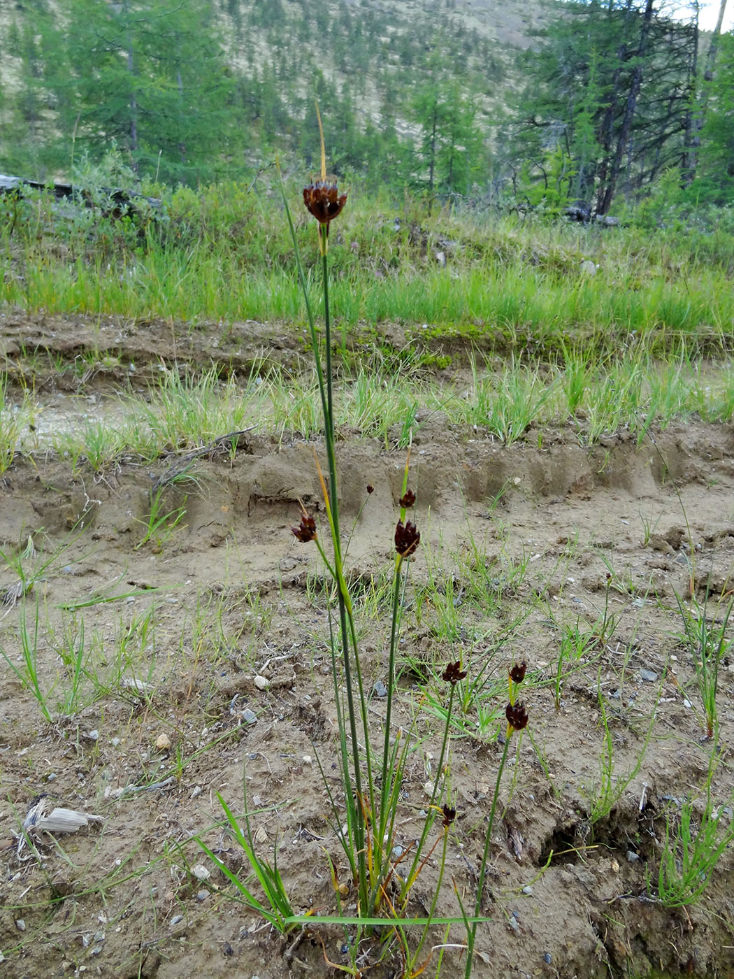 Image of Juncus castaneus specimen.