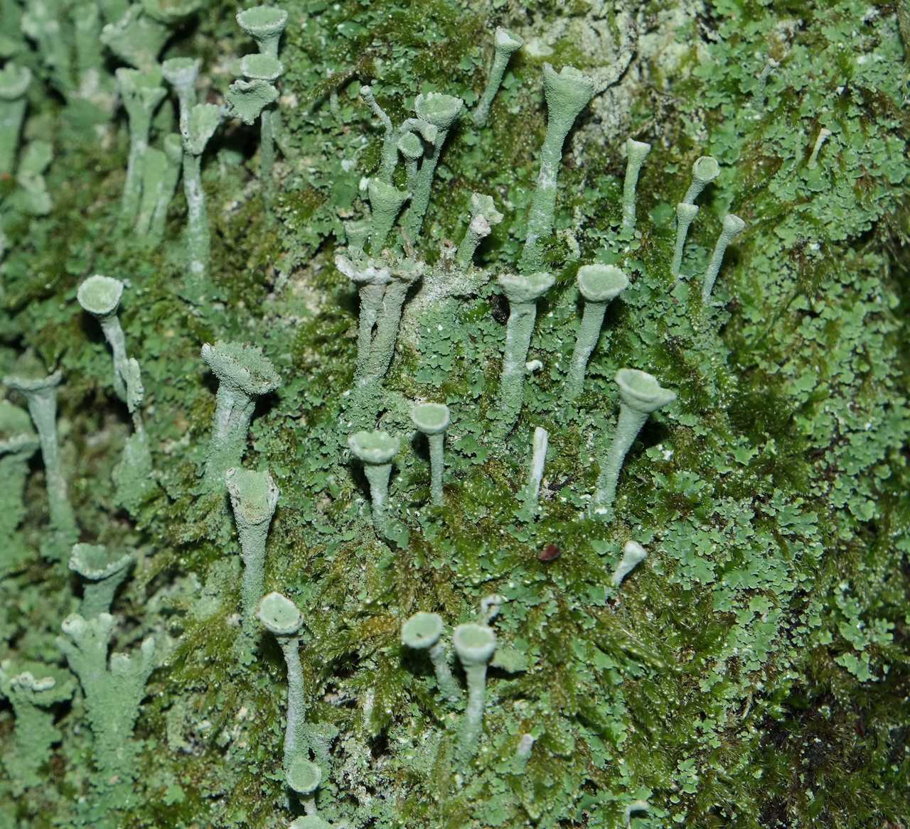 Изображение особи род Cladonia.