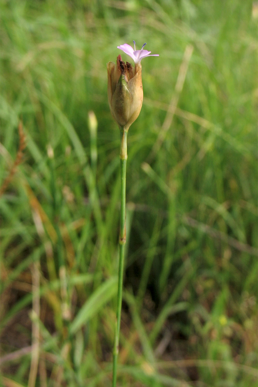 Image of Petrorhagia prolifera specimen.