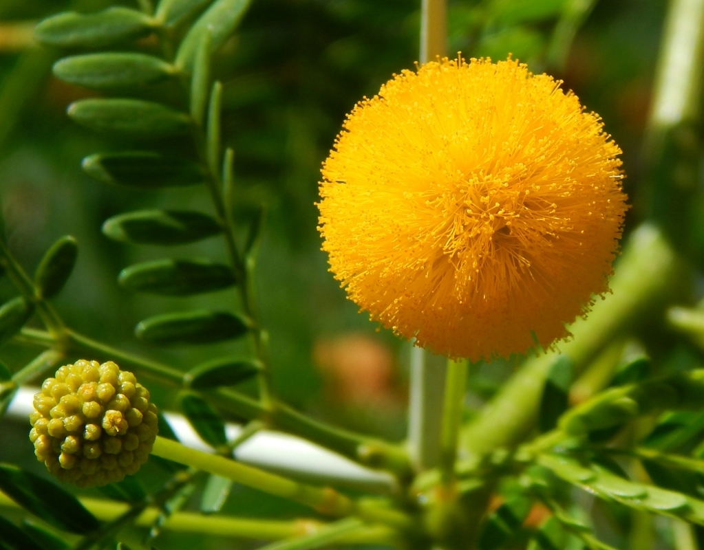 Image of genus Vachellia specimen.