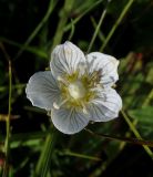 Parnassia palustris