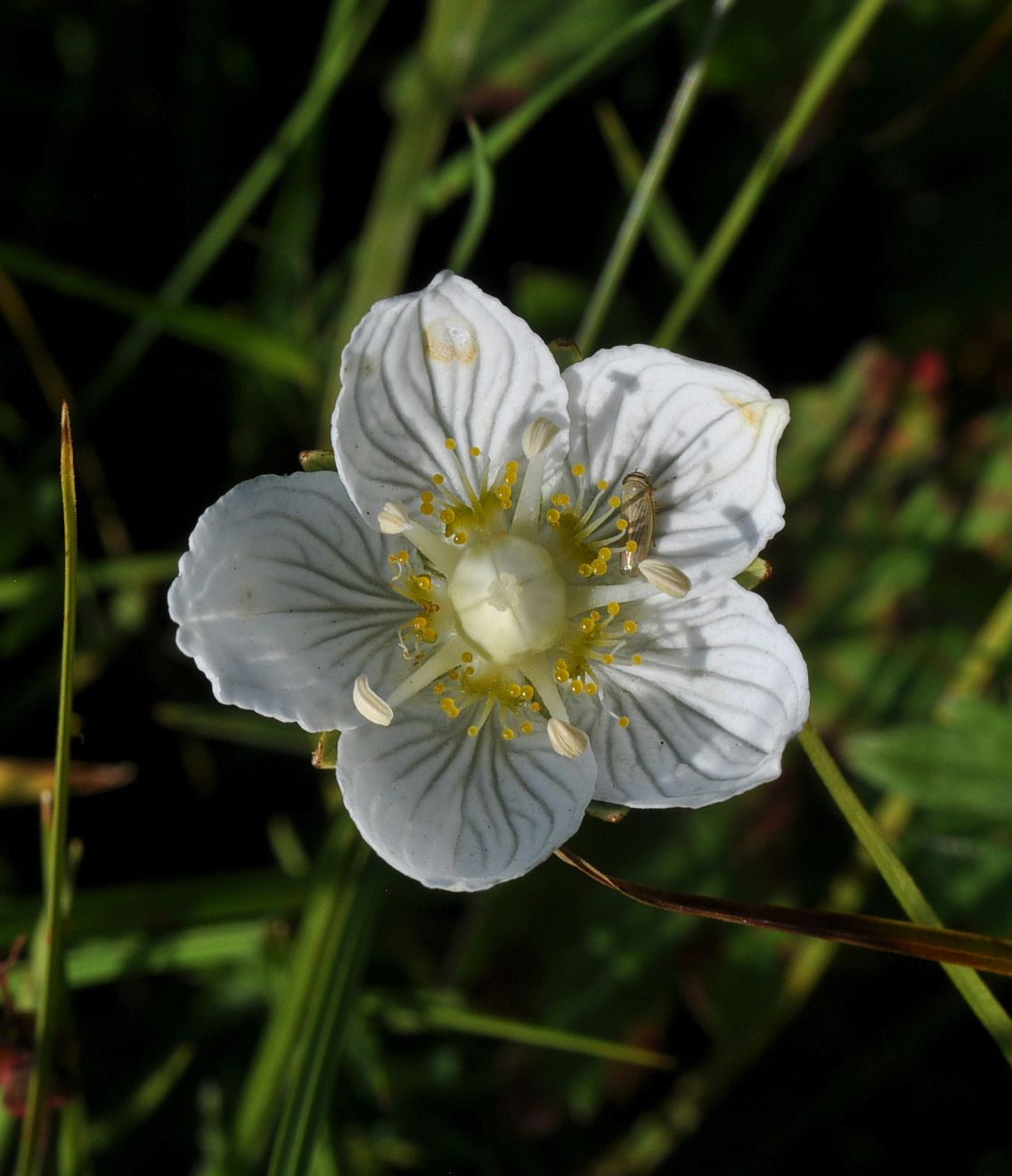 Image of Parnassia palustris specimen.