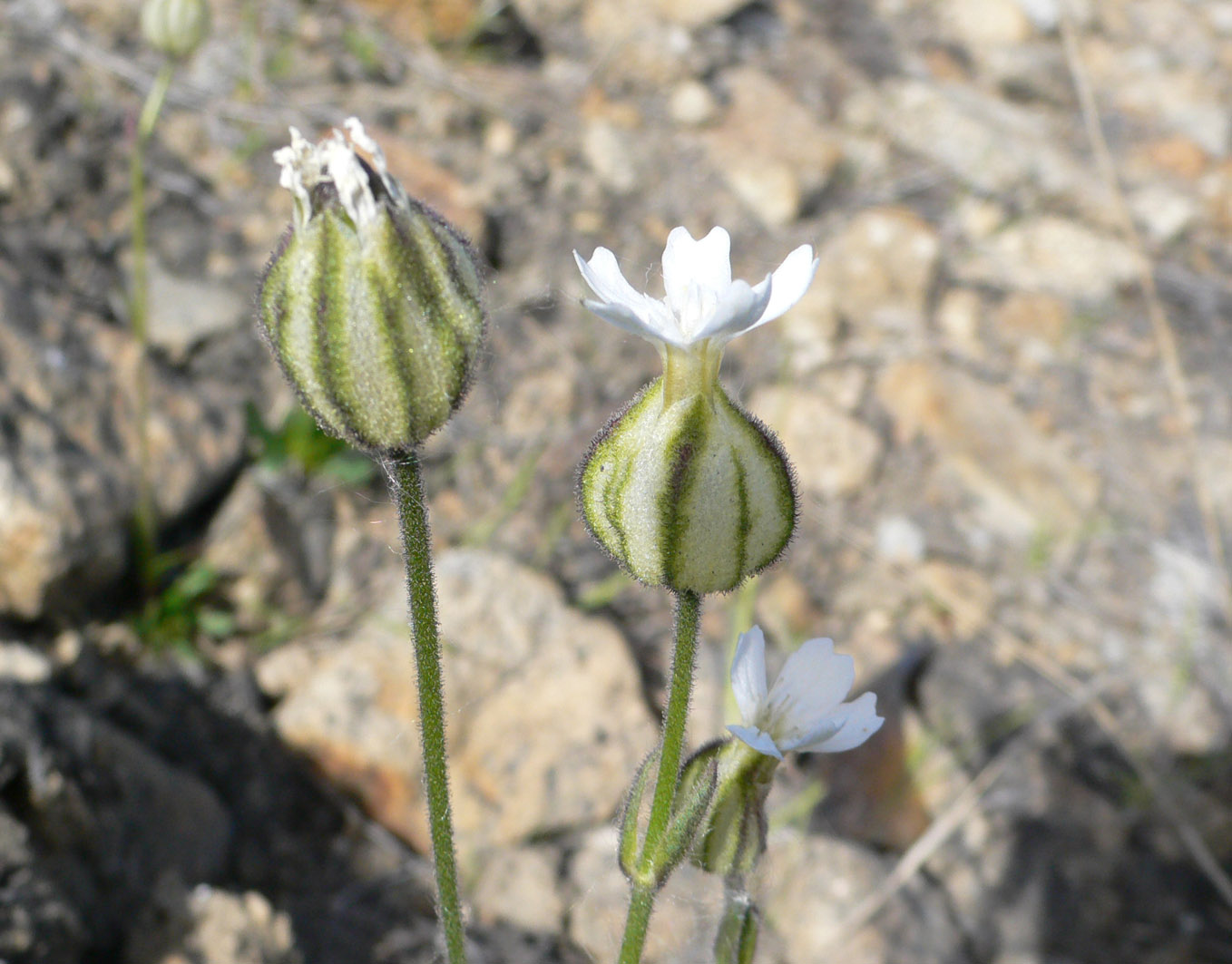 Изображение особи Gastrolychnis furcata.