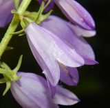 род Campanula. Цветок. Черногория, муниципалитет Цетине, западный склон массива Ловчен, обочина строящейся дороги. Июль 2018 г.