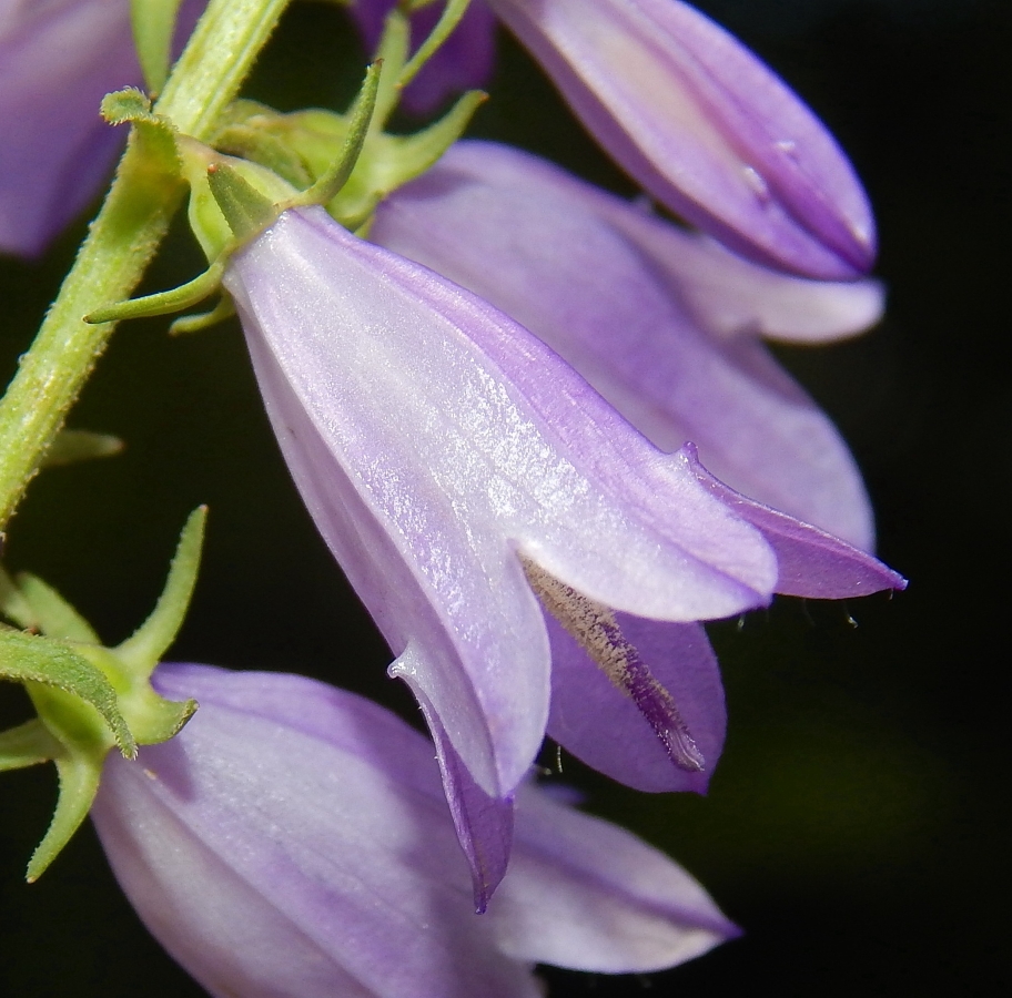 Изображение особи род Campanula.