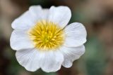 Callianthemum alatavicum