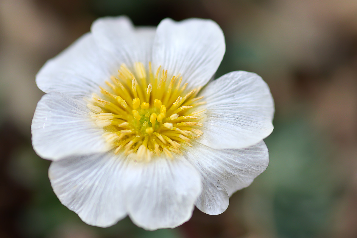 Изображение особи Callianthemum alatavicum.