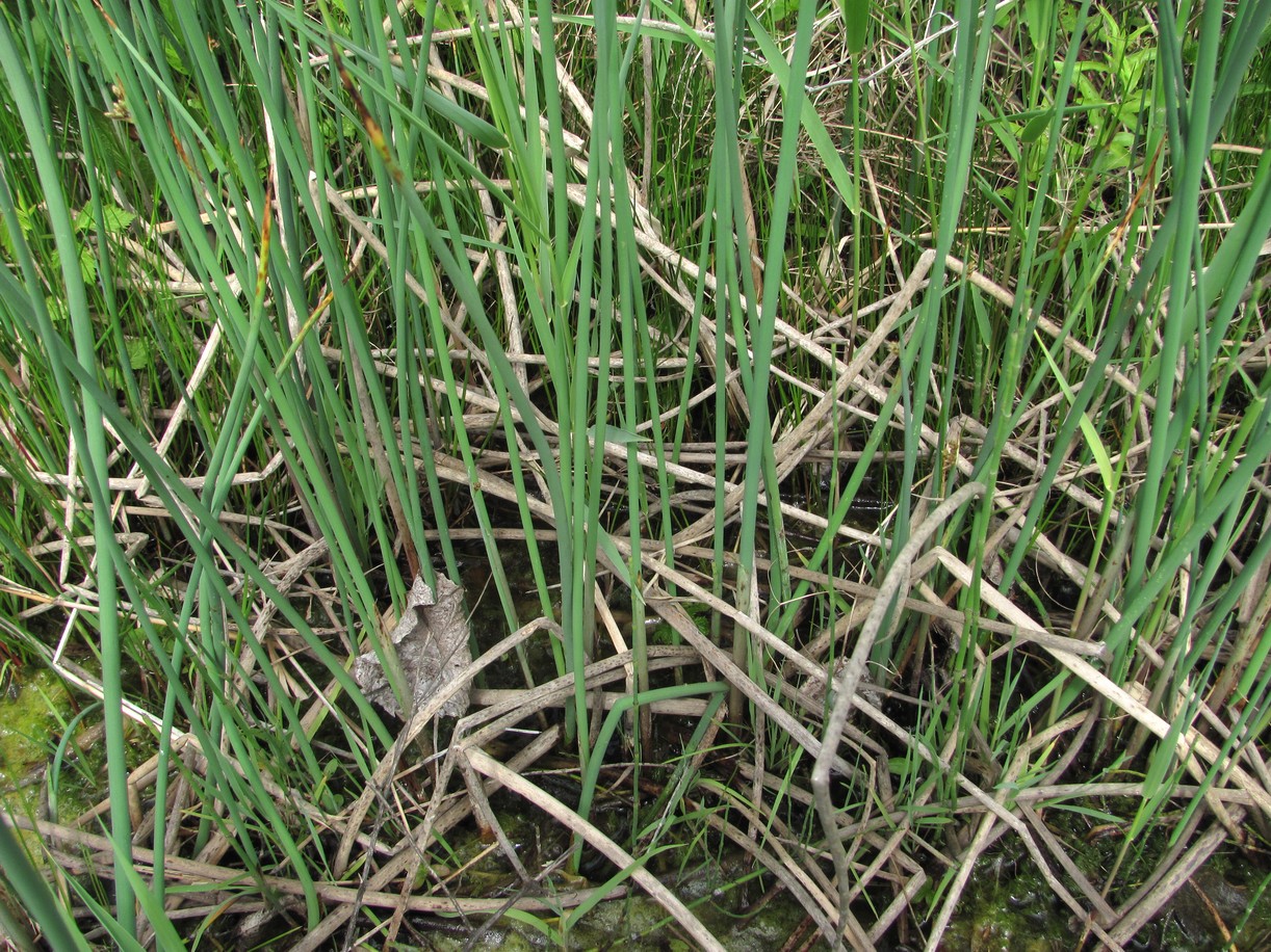 Image of Schoenoplectus tabernaemontani specimen.