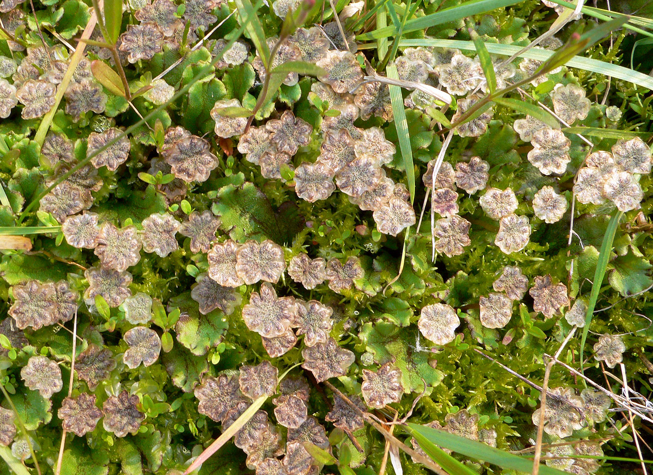 Изображение особи род Marchantia.