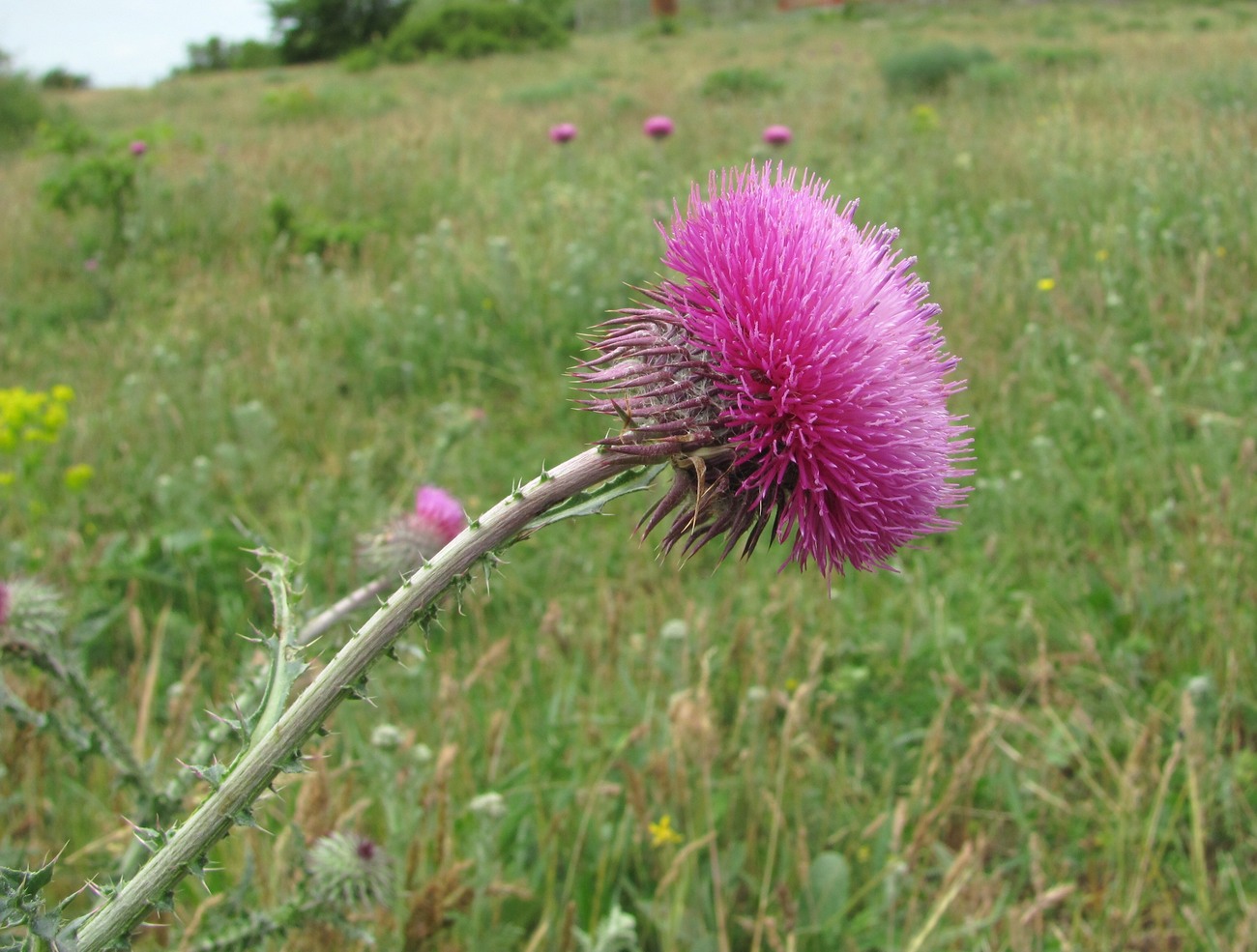 Изображение особи Carduus uncinatus.