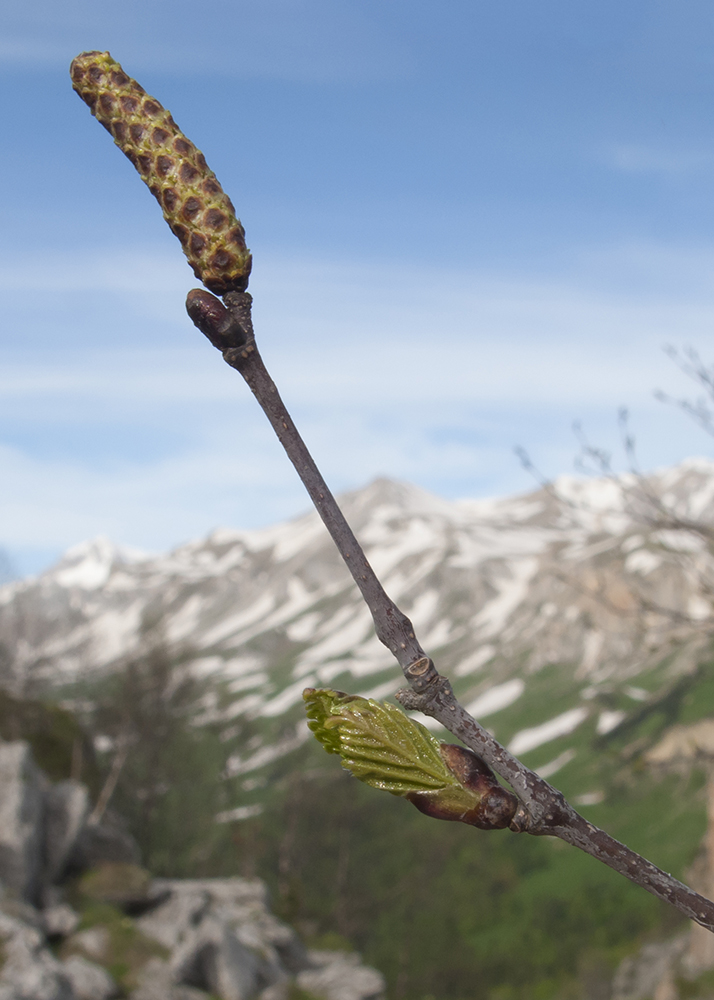 Изображение особи Betula pendula.