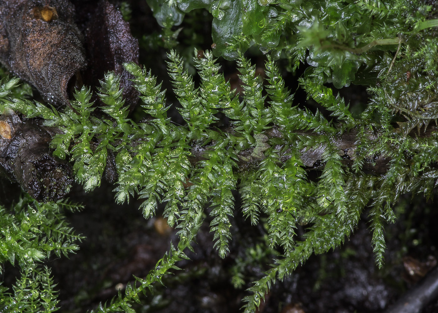 Image of Brachythecium rivulare specimen.