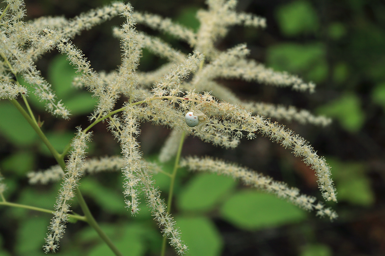 Image of Aruncus dioicus specimen.