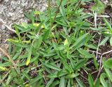 Silene lychnidea
