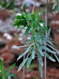 Euphorbia characias