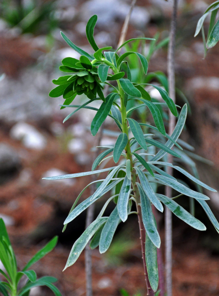 Image of Euphorbia characias specimen.