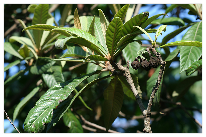 Image of Eriobotrya japonica specimen.