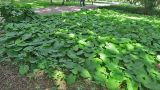Aristolochia macrophylla