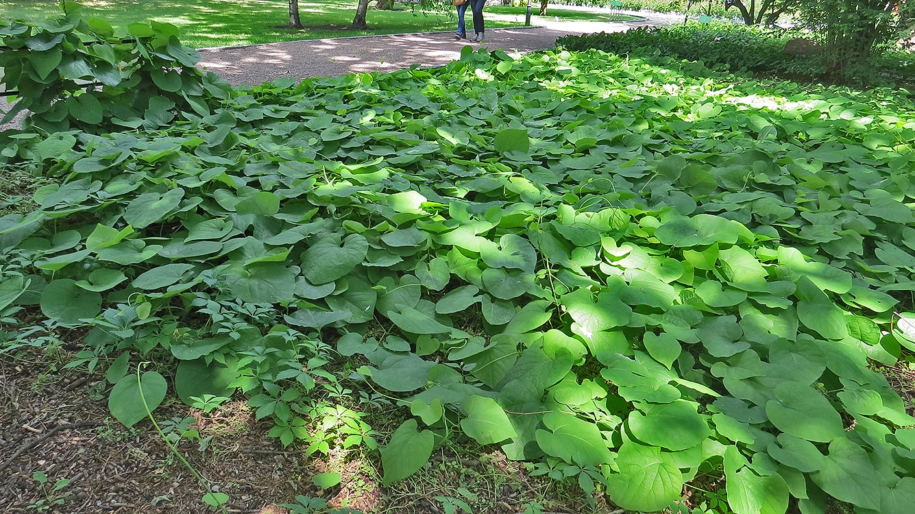 Image of Aristolochia macrophylla specimen.