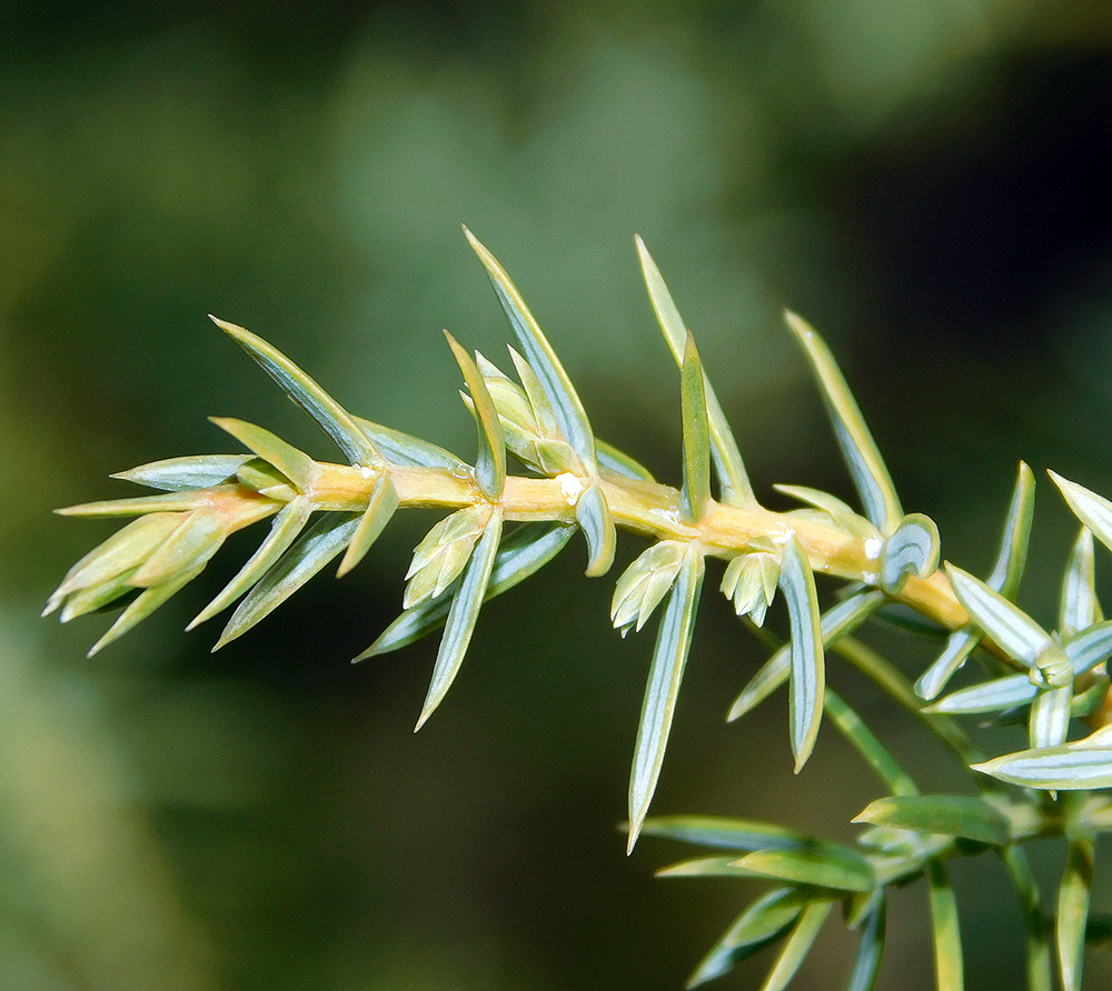 Изображение особи Juniperus deltoides.