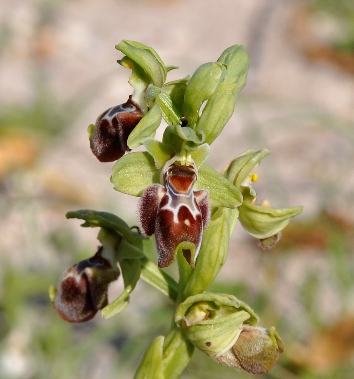 Изображение особи Ophrys flavomarginata.
