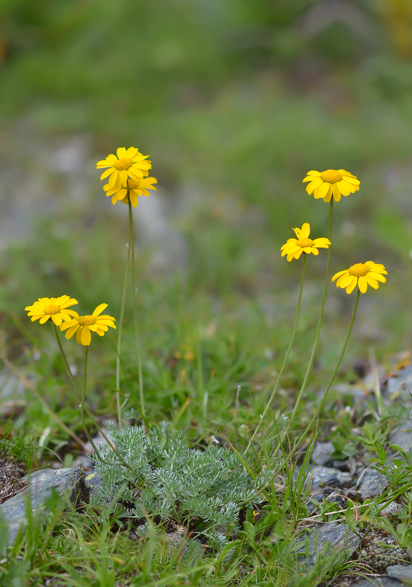 Image of Anthemis marschalliana ssp. pectinata specimen.