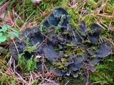 Peltigera membranacea. Слоевище. Свердловская обл., окр. г. Североуральск, лиственнично-сосновый зеленомошный лес. 14.05.2007.