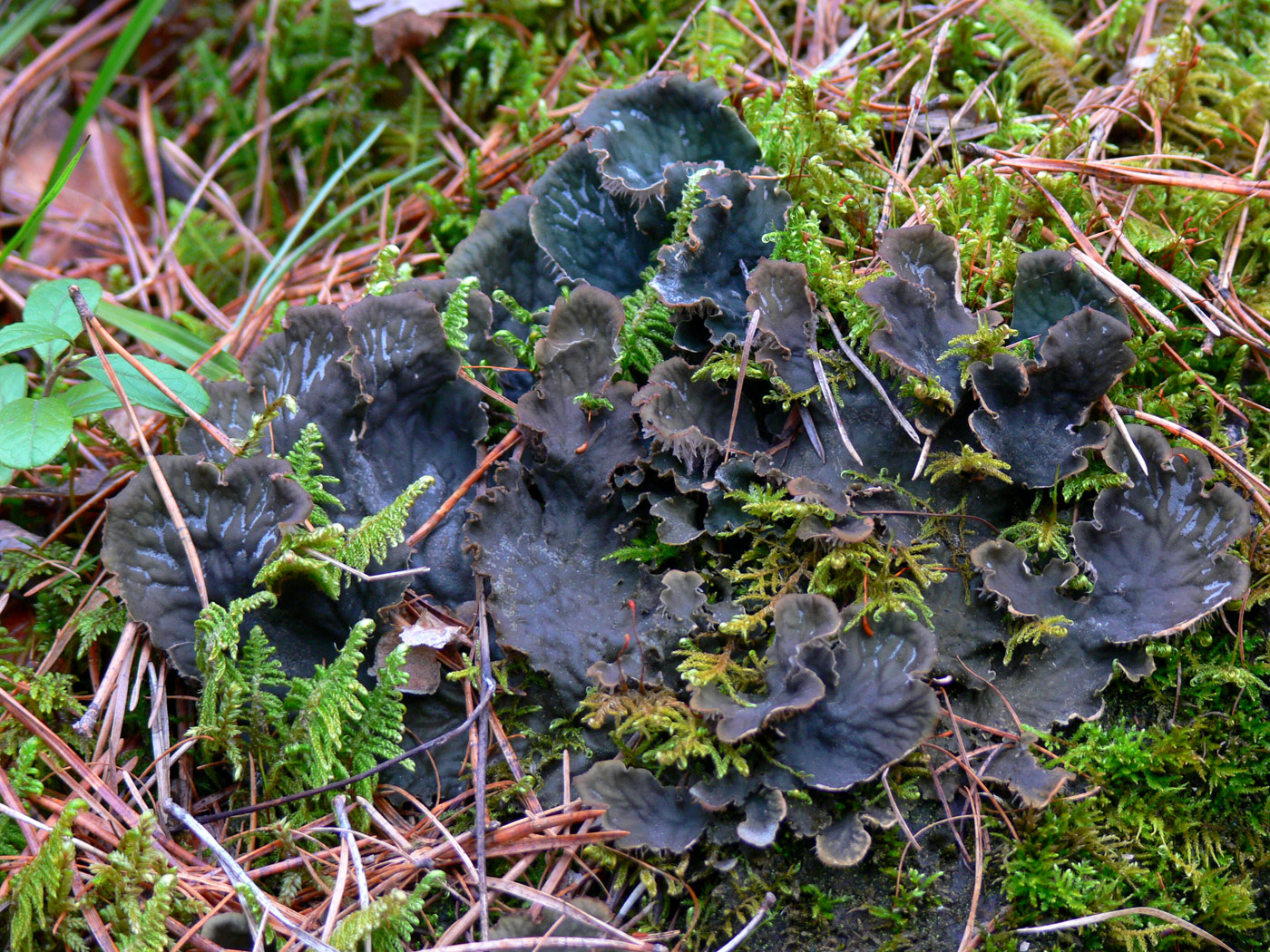 Image of Peltigera membranacea specimen.