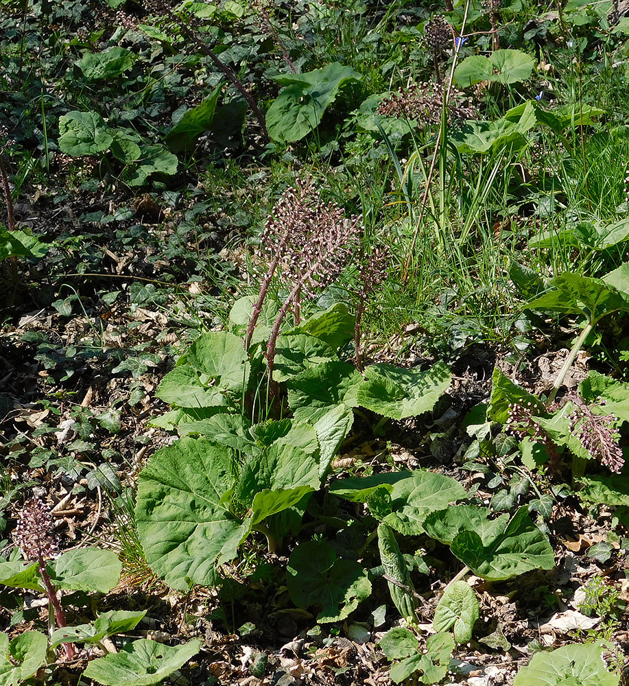 Image of Petasites hybridus specimen.