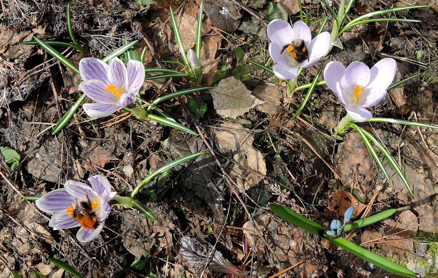 Изображение особи Crocus vernus.