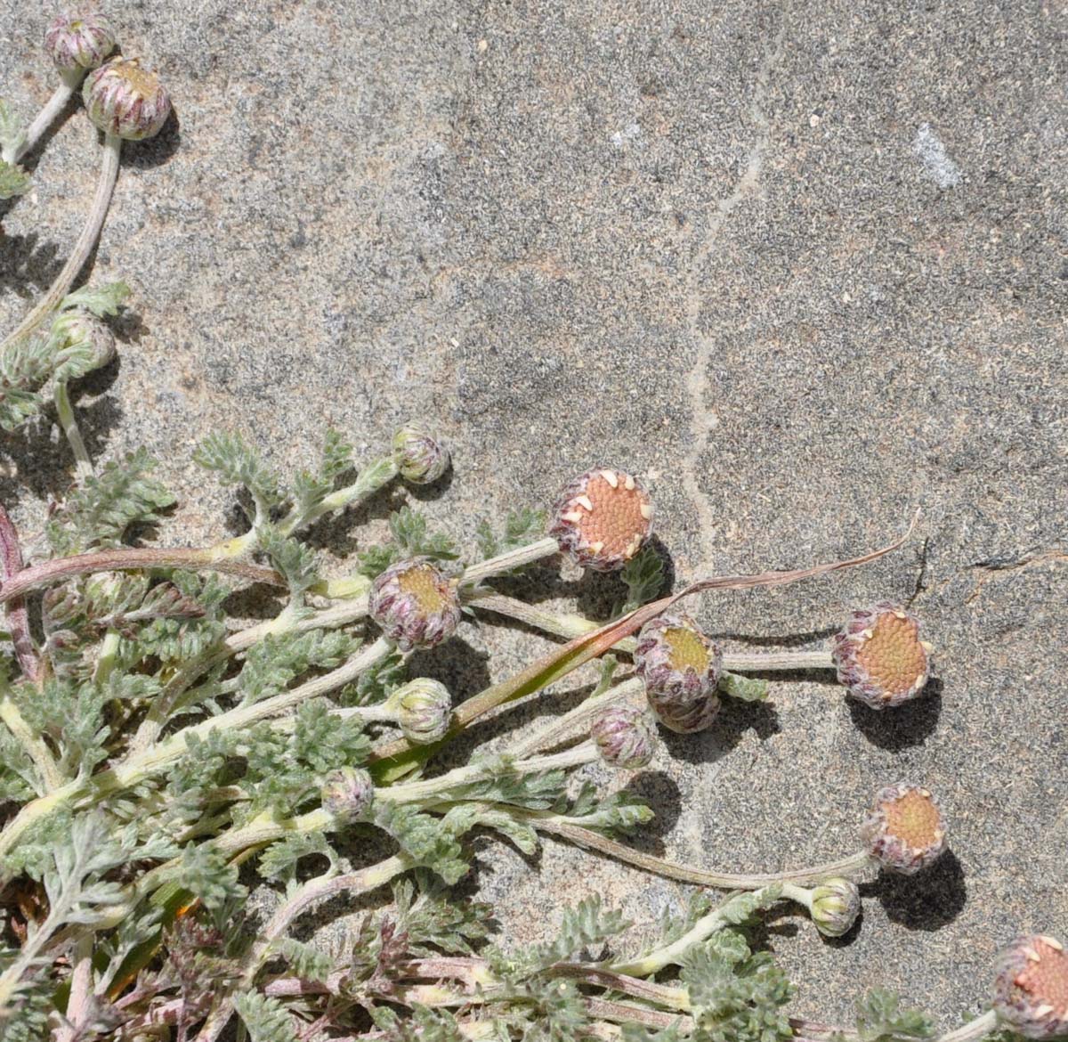 Изображение особи Anthemis plutonia.