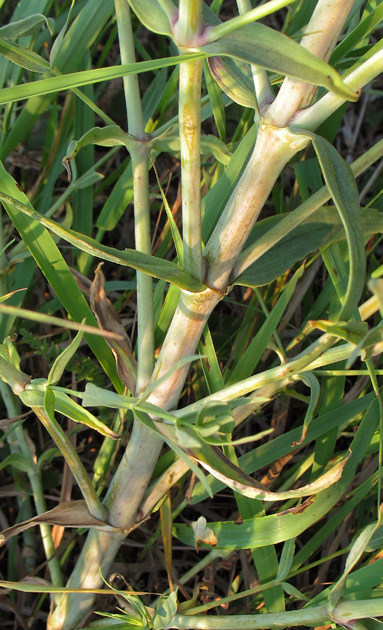 Image of Gypsophila paniculata specimen.
