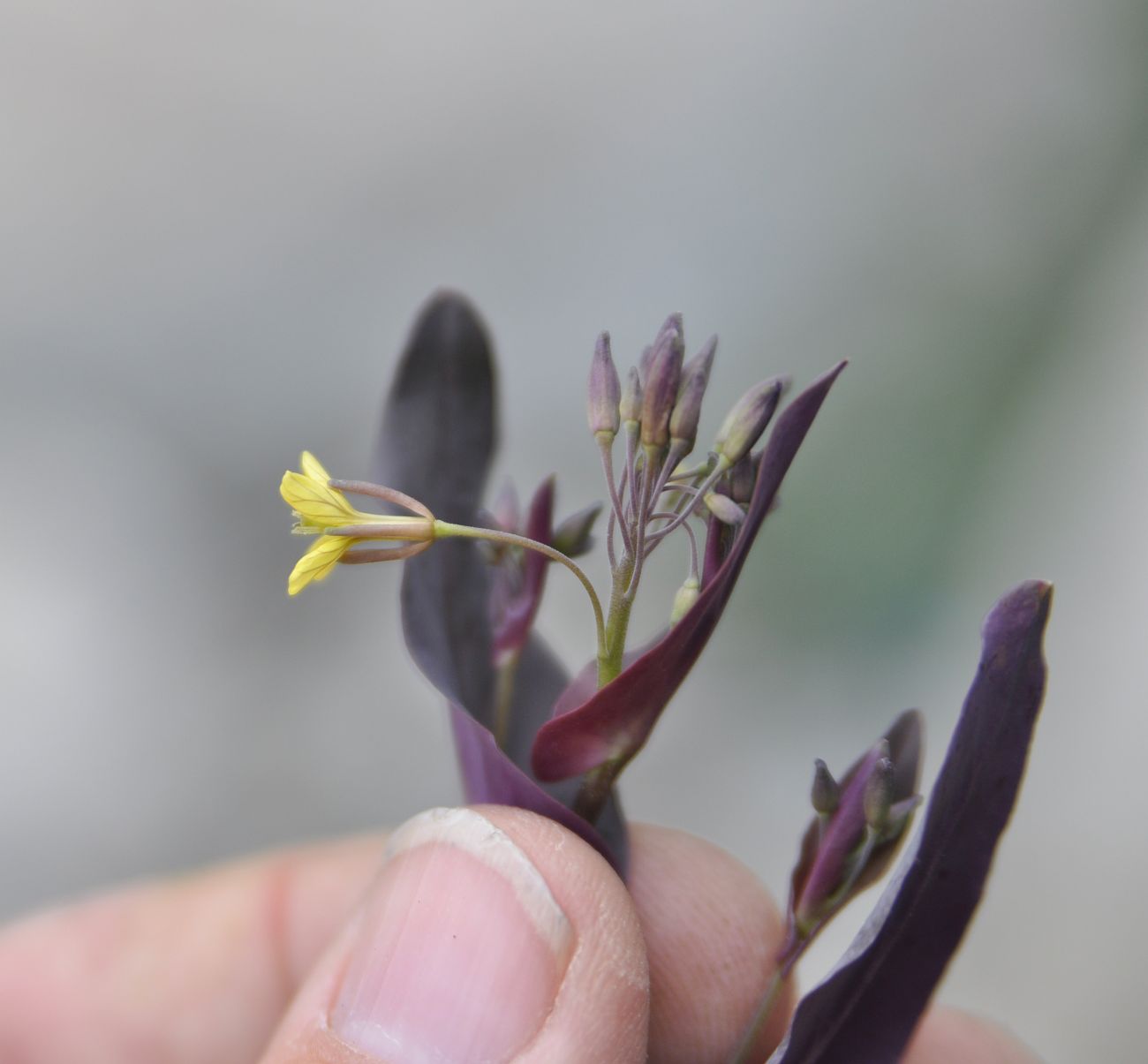 Image of genus Conringia specimen.