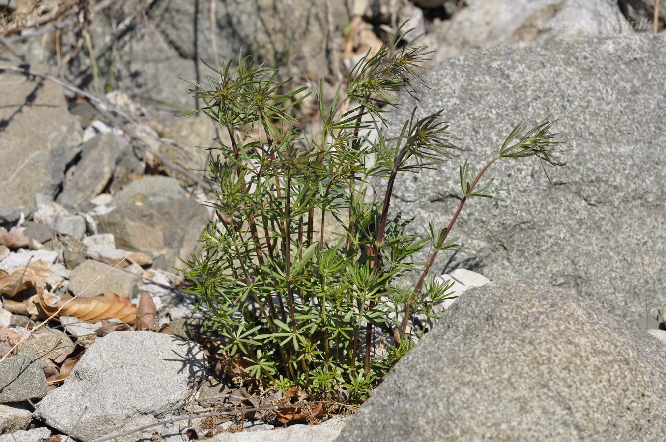 Изображение особи Galium verum.