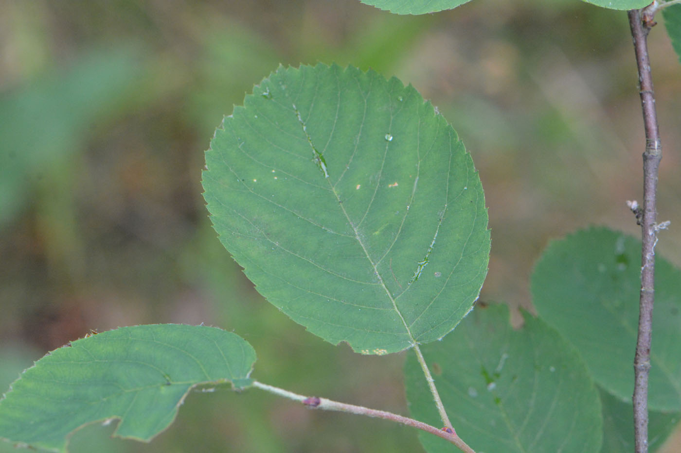 Image of Amelanchier spicata specimen.