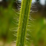 Rudbeckia hirta