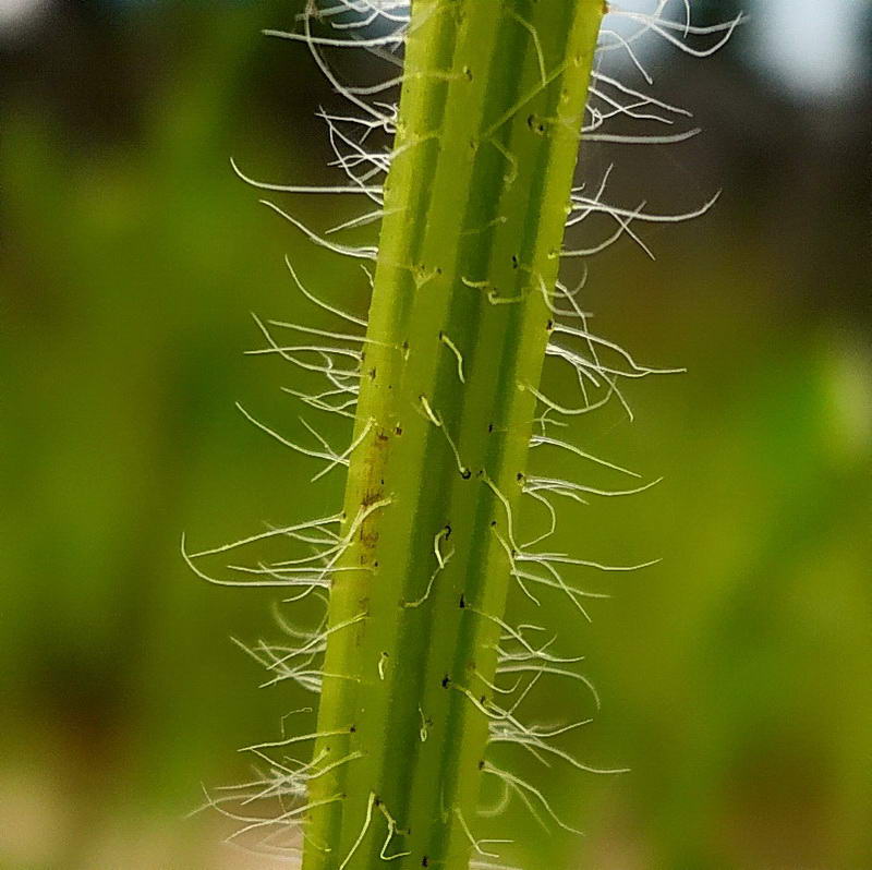 Image of Rudbeckia hirta specimen.