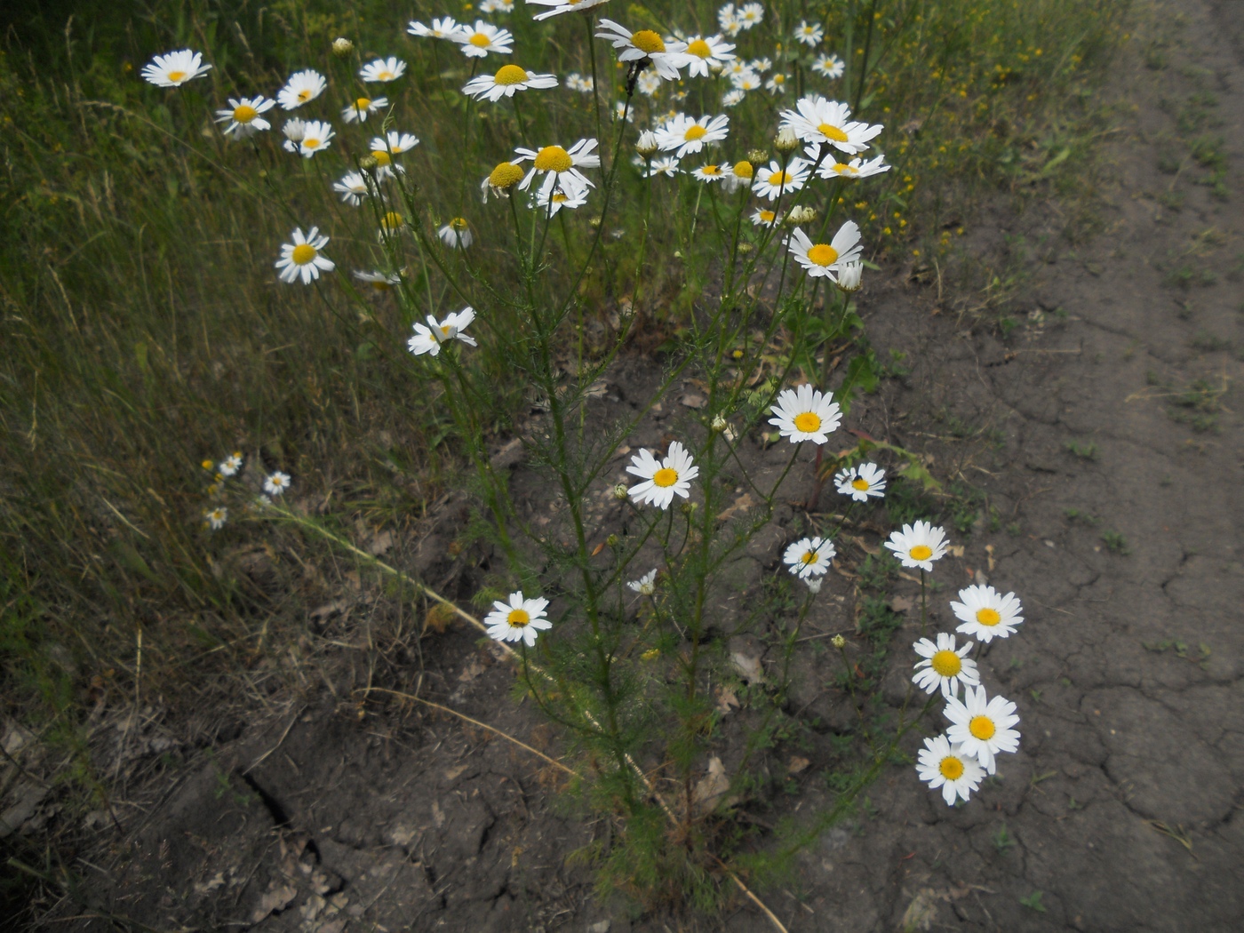 Image of Tripleurospermum inodorum specimen.