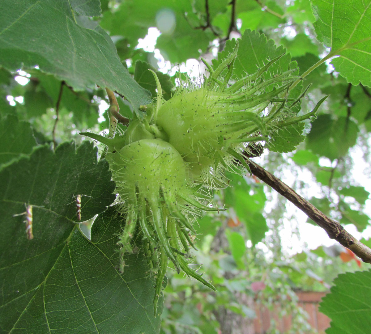 Image of Corylus colurna specimen.