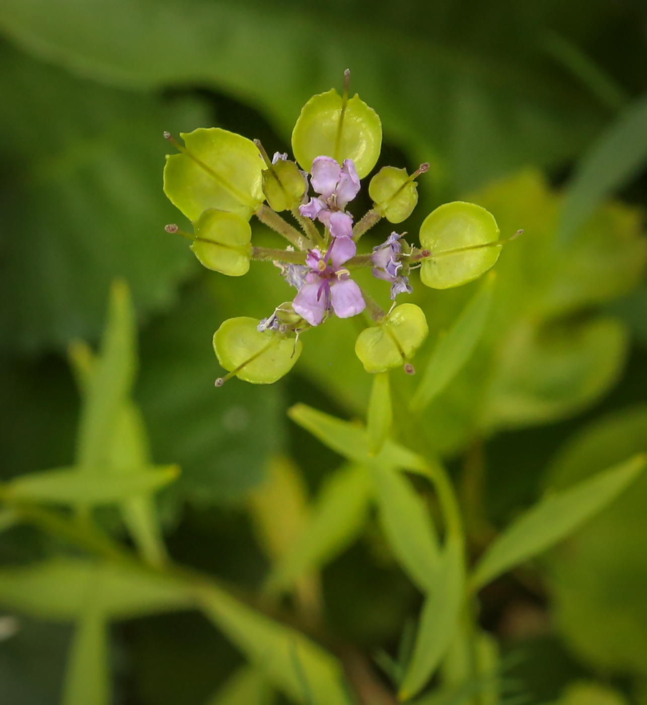 Изображение особи Iberis umbellata.