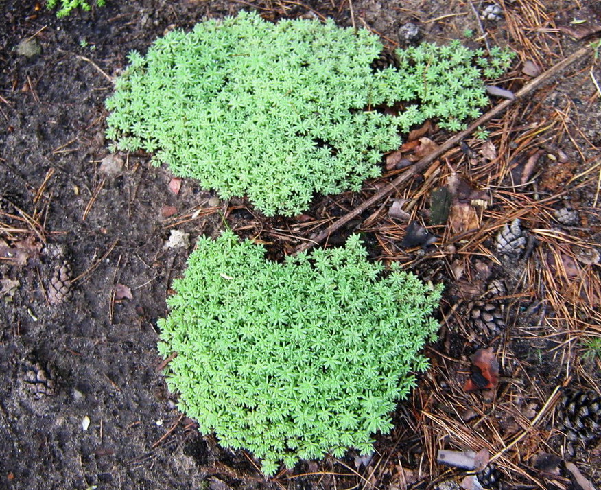 Image of Sedum pallidum ssp. bithynicum specimen.