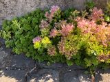 Sedum spurium