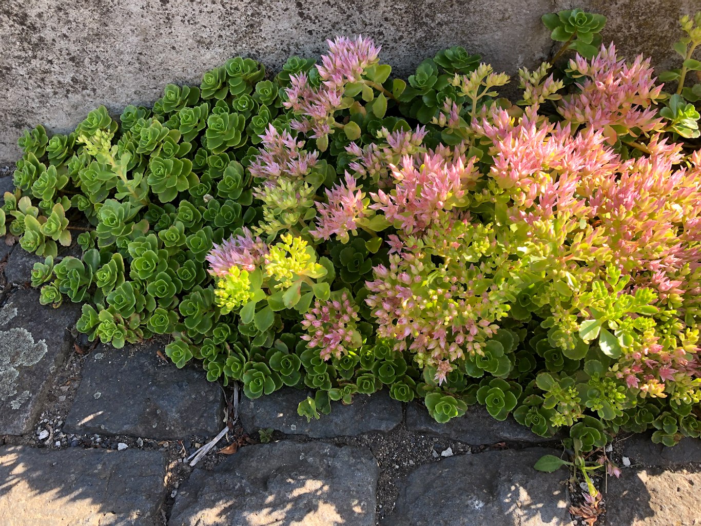 Image of Sedum spurium specimen.